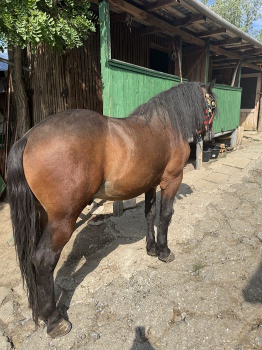 Vand manz de 2 ani si 4 luni