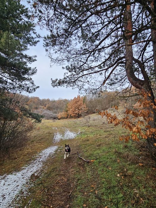 Куче за осиновяване
