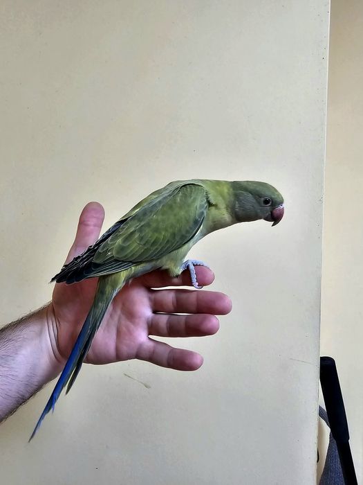 Puișori Micul Alexander ( Psittacula krameri )