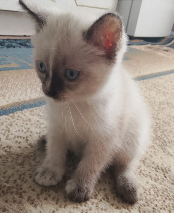 Отдам  котенка приученного