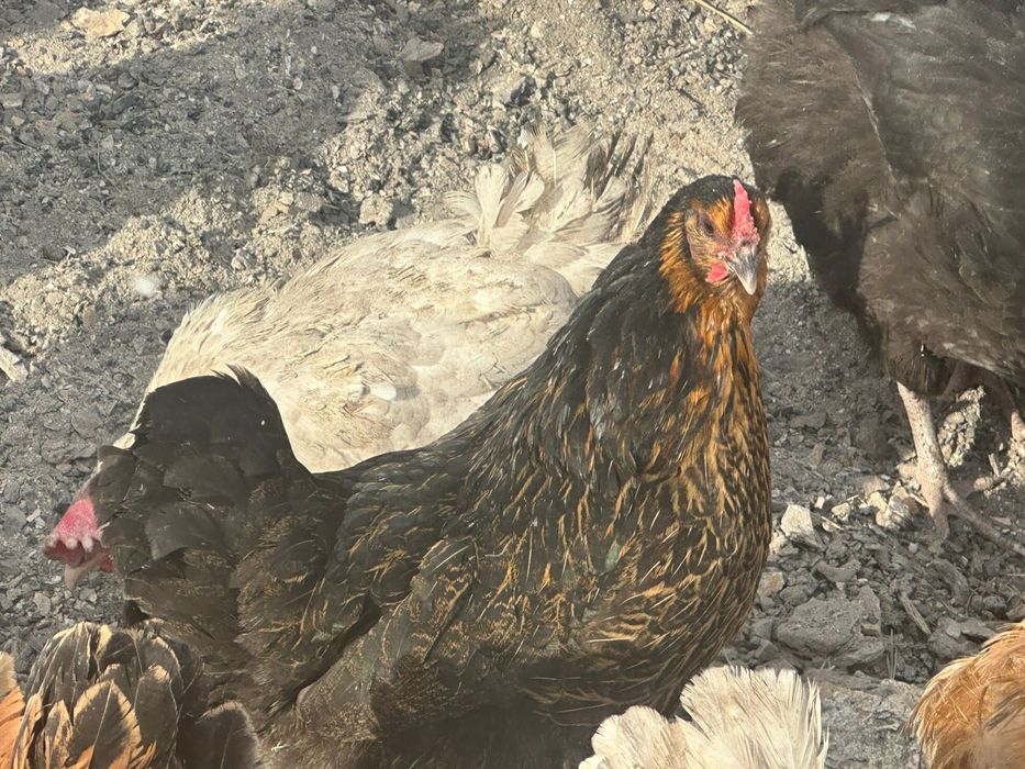 Продам курей домашних