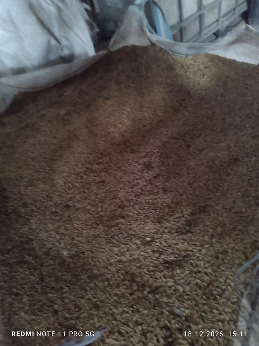 Orz de vanzare recolta 2025