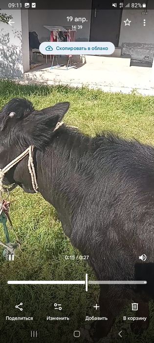 Қашар сатылады семіз.