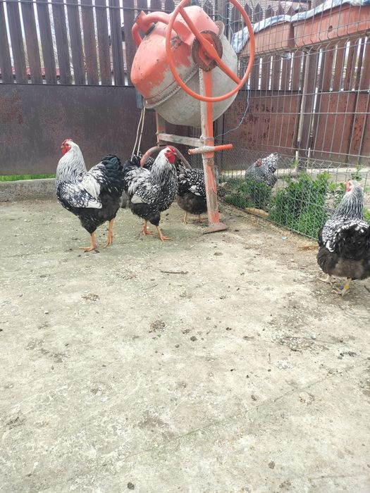 Cocoși/găini/pui wiandotte argintiu