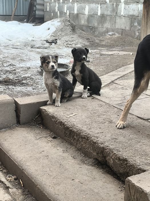 Отдам щенков бесплатно