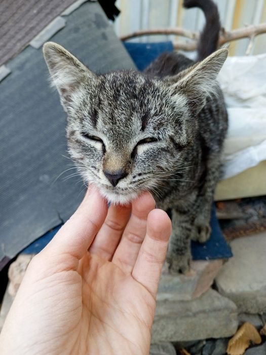 Ручной ласковый котенок