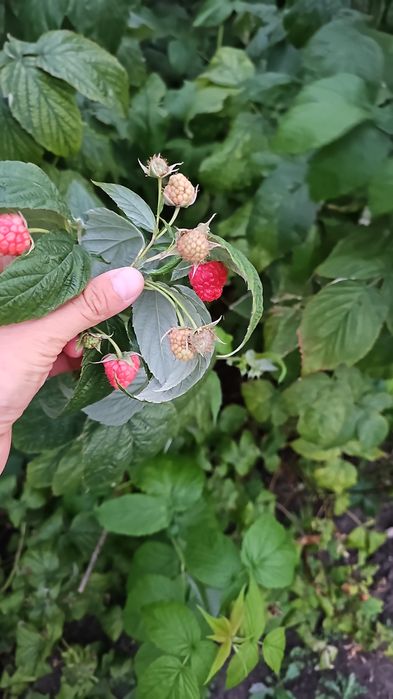 Продам кусты малины 3 корня=2000