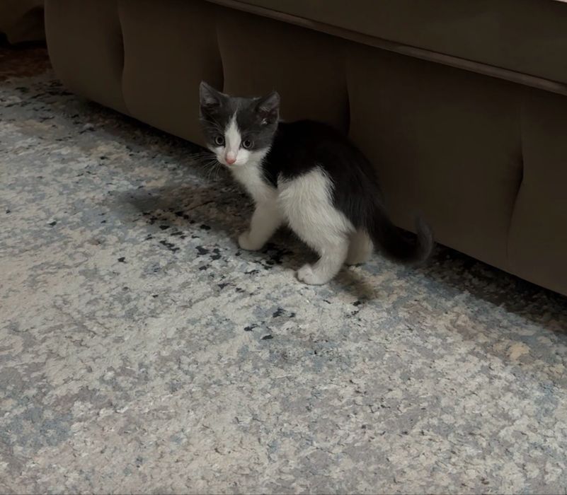 Котенок в добрые руки