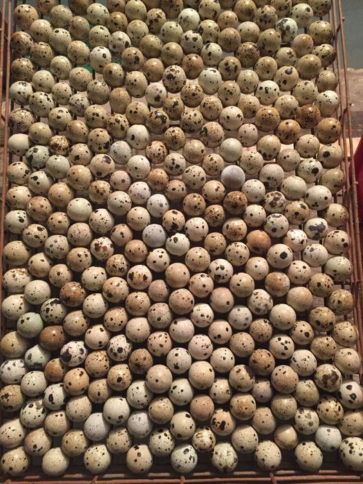 Inkubator xizmati tovuq kurka sesarka õrdak bedana dakan tuxumini s...