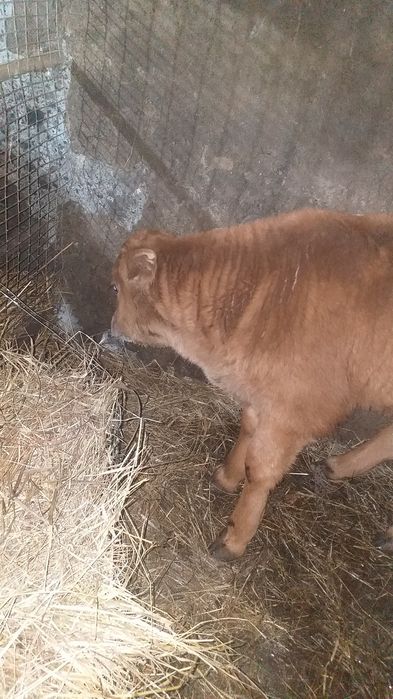 Продам теленка и телку