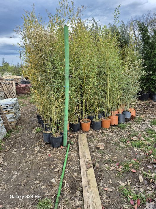 Platan   copaci  plante