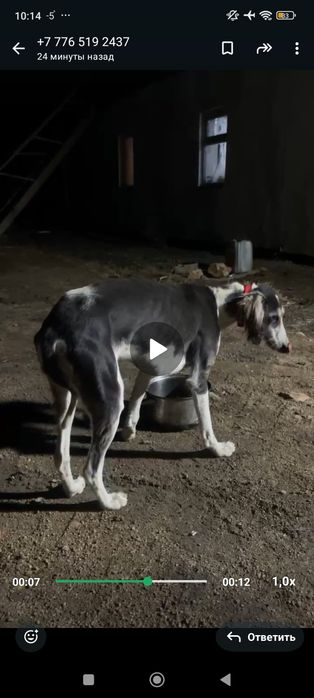 Каншык кумай тазы