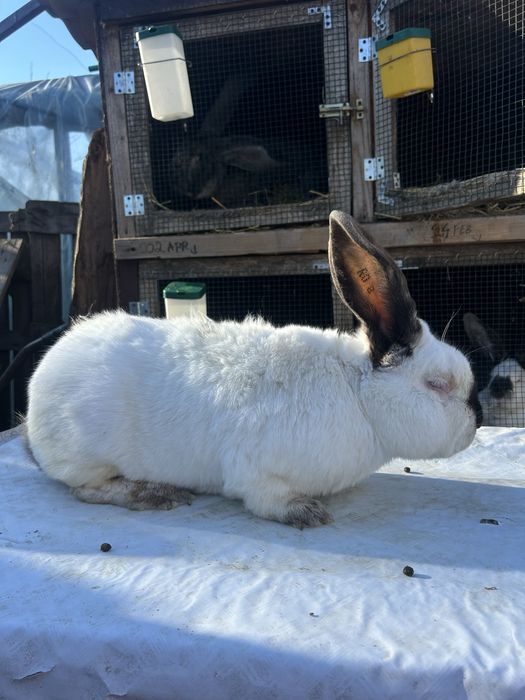 Iepuri Hycole cu transilvania