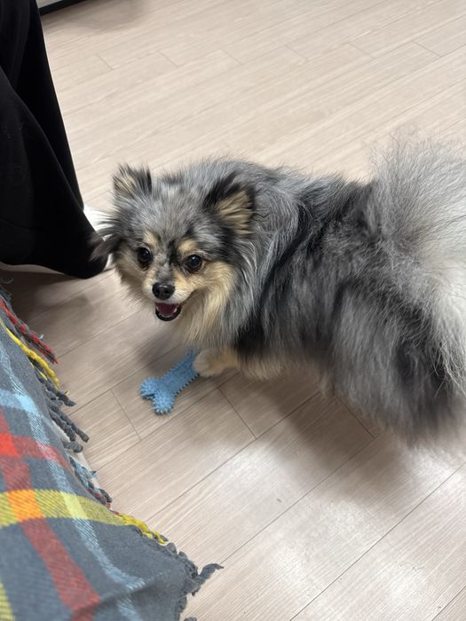 Немецкий щпиц девочка