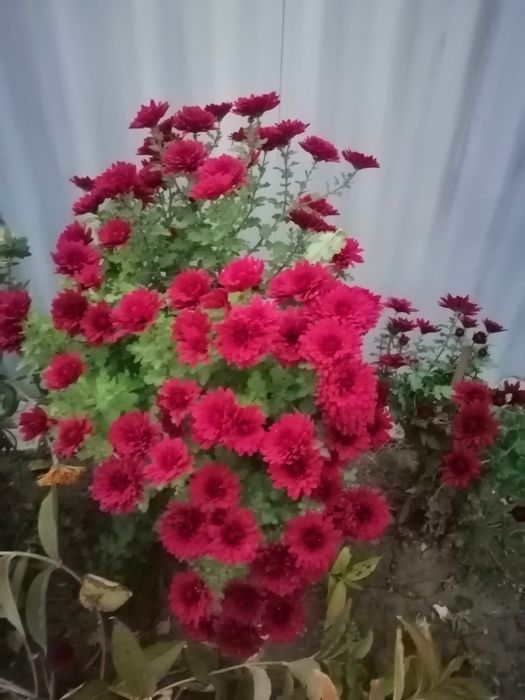 Продам хризантемы многолетние разные недорого!