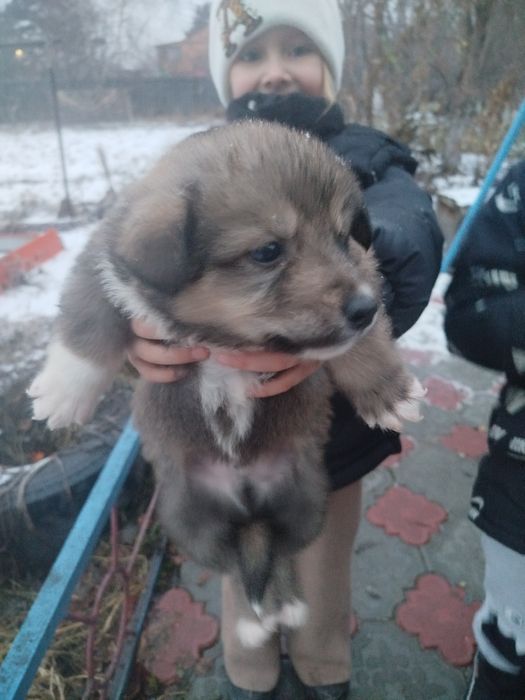 Отдам щенят сосновый бор