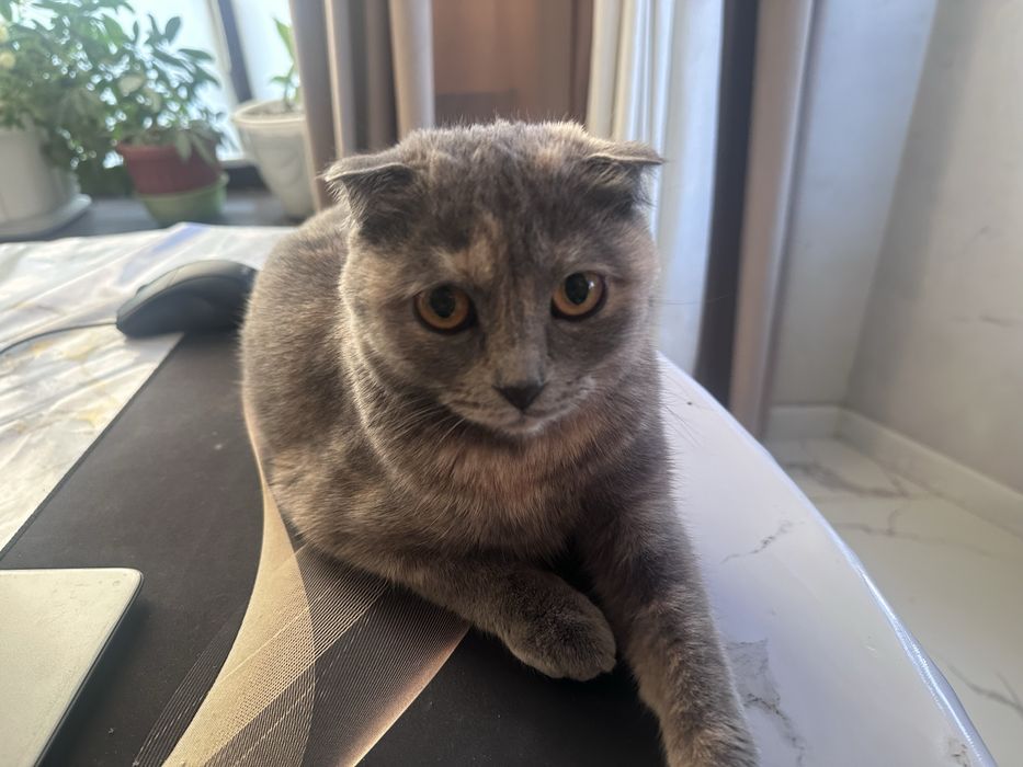 Шотландский кошка