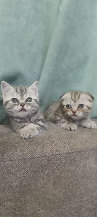 Продам шотландских котят