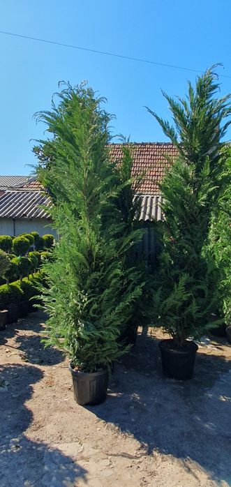 Vand leylandi la ghiveci  înălțime de la 1.2m la 4m