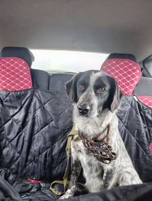 Собака в добрые руки, мальчик