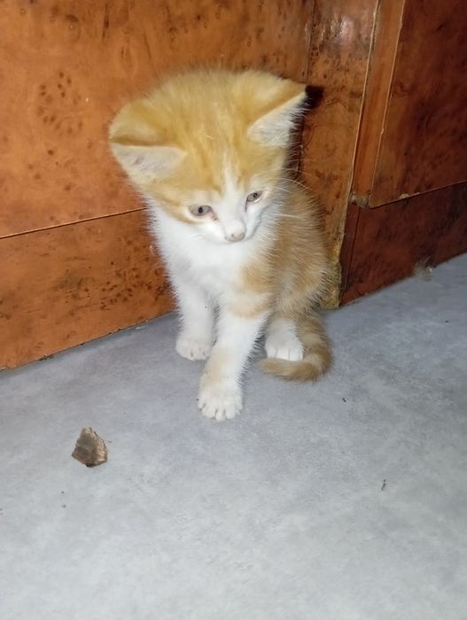 Продам котенка помесь мейкуна