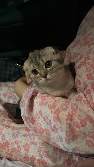 Британская кошка