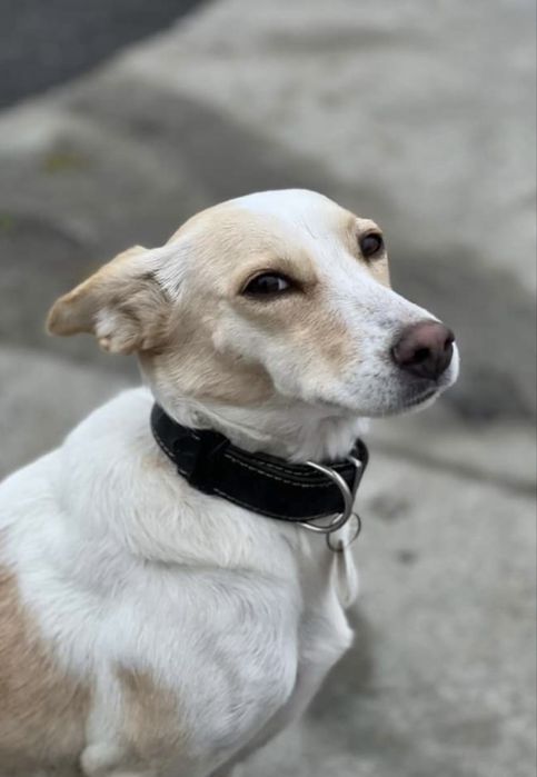 Caine spre adoptie
