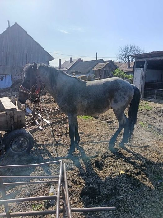 Vând armăsar 4 ani garantat la căruță la orice...