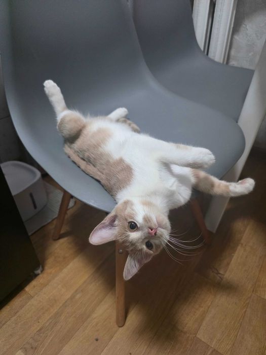 Ищем дом для котенка (прим. 5 мес)