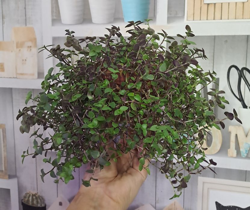 Продам комнатные растения