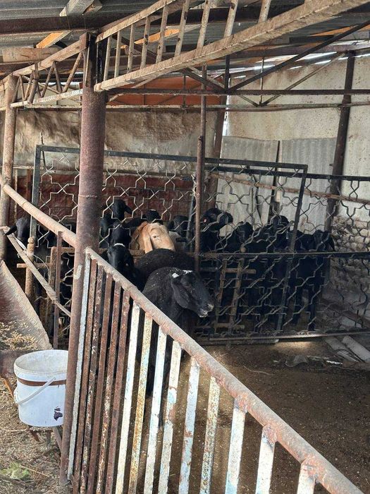 Qo'chqorlar sotiladi