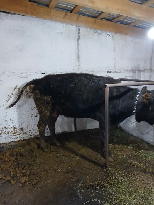 Продам корову 3 года