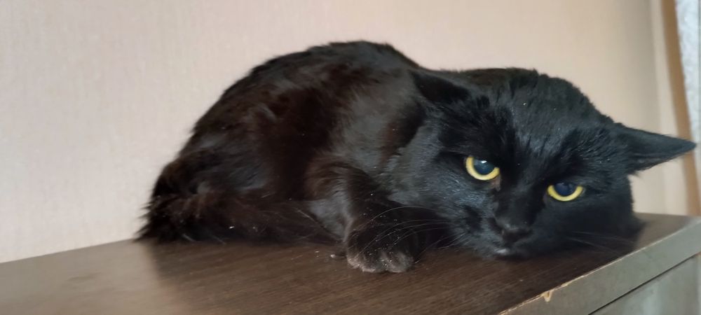 Кот 2-х летний, бесплатно