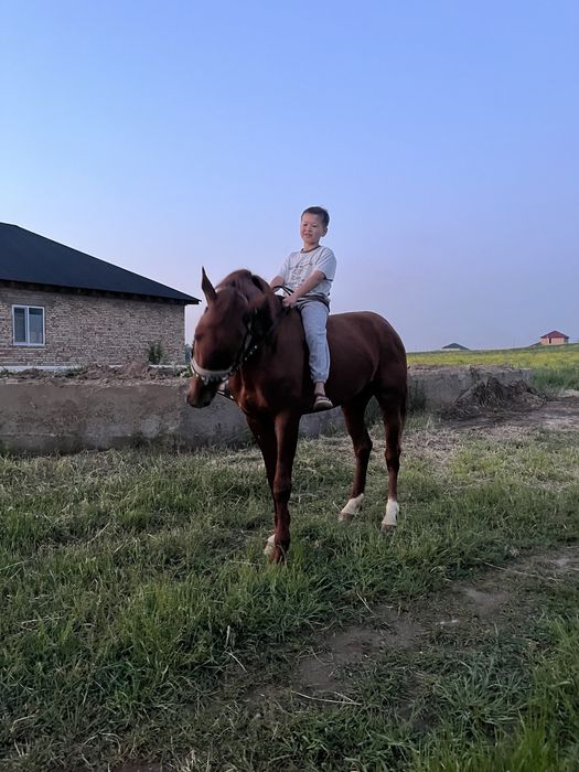 Лошади/Донен сатлымга