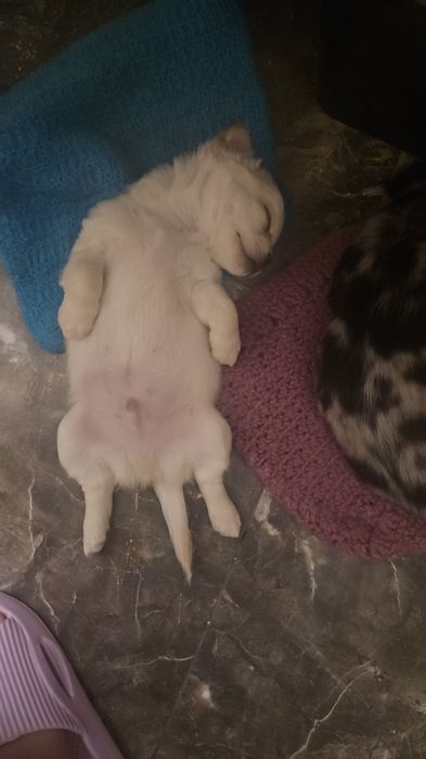 Продаются щенки чихуахуа, 1.5мес. Мальчик и девочка. Девочка мини.