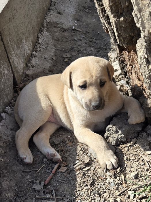 Продам не дорого