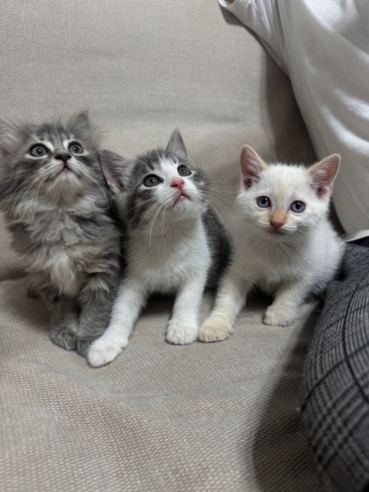 Отдаем чудесных котят