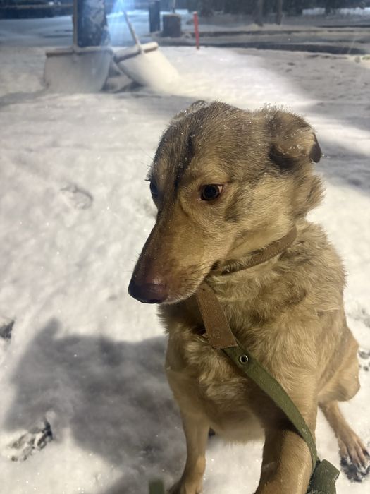 Собаку в хорошие руки