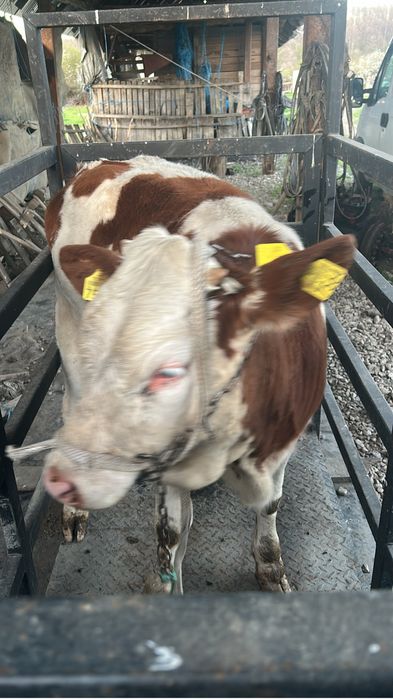 Vand vitei foarte bine intreginuti