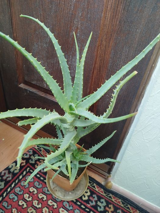 Продам лечебное алоэ