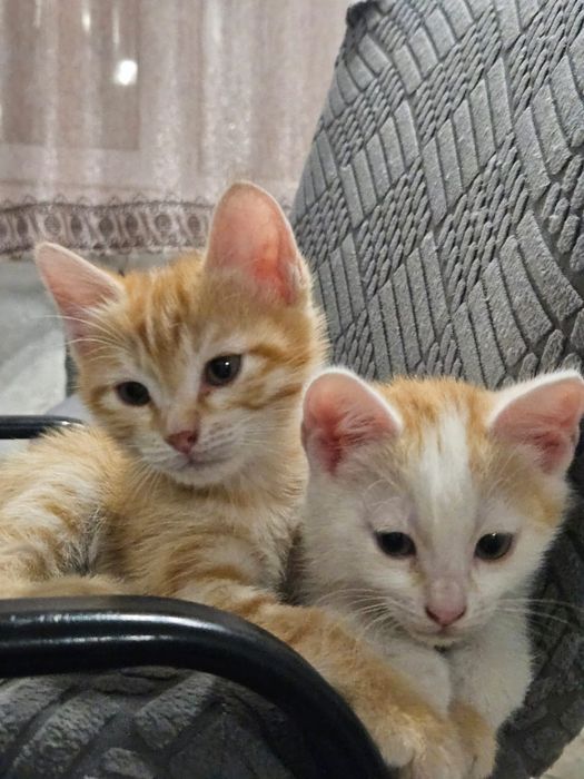 Отдам в хорошие руки. Все мальчики