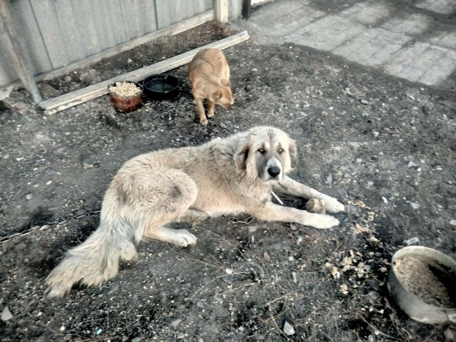 Кавказская овчарка, собака