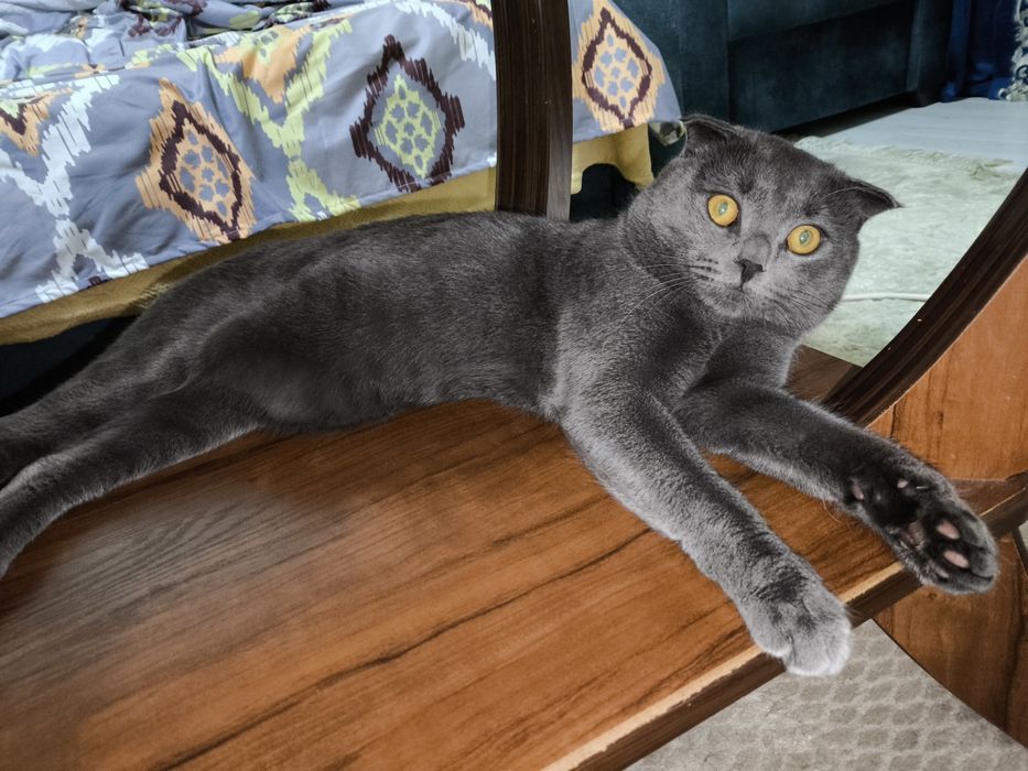 Вязка, кот британский