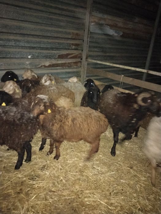 Қошқар қой Тохты сатылады оптом