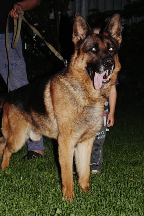 Щенки немецкой овчарки