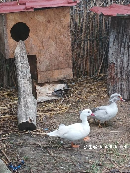 Pereche de rate caroline