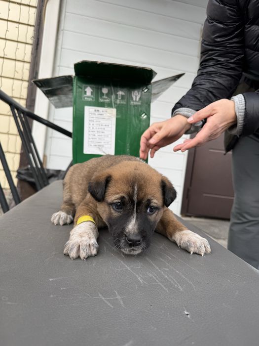 Крошка 1,5 месяца ищет домик