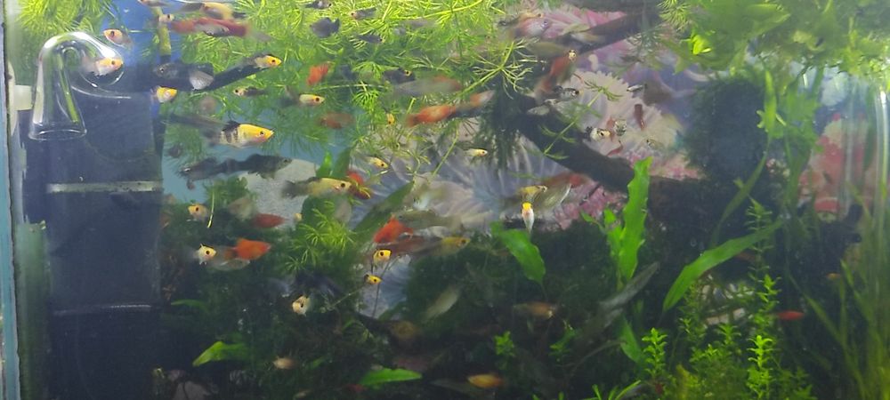 Моллинезии,велиферы,живородящие.