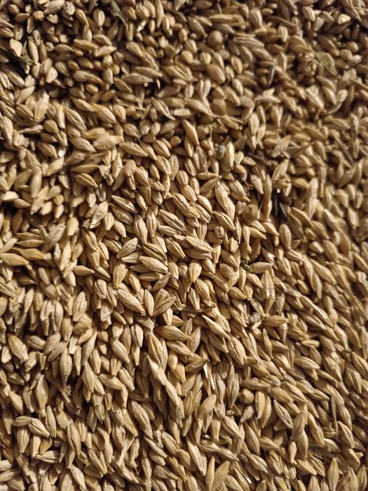 Продам семенной ячмень, урожай 2025г.