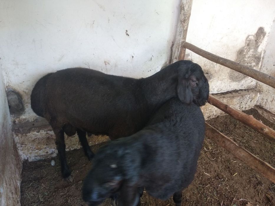 Qo'chqorlar sotiladi